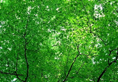 Green Canopy Of New Florescent Leaves Stock Photo Colourbox