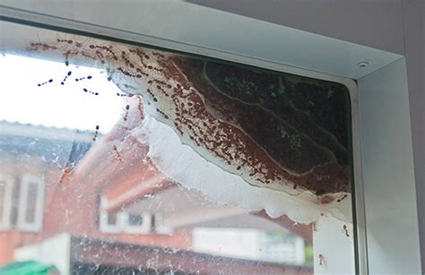 Natürlich ist jeder ameisenvernichtung jederzeit auf amazon.de im lager verfügbar und somit gleich. Die Zerstörung von heimischen Ameisen in der Wohnung