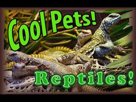 We are your one stop shop for everything aquatic and reptilian!! Cool Pets! Reptiles - YouTube