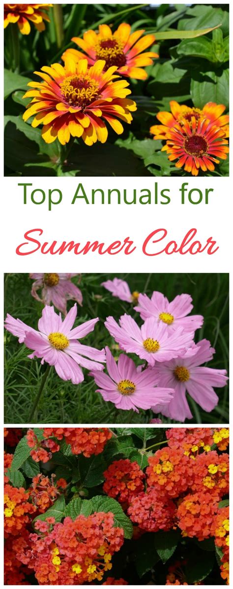 Flowering plants are the gift that keeps on giving! Summer Blooming Plants - 25 Favorites for Long Season Color