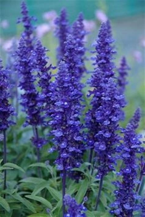 We did not find results for: 93 best images about Flowers for Planting, Zone 9-10 on ...