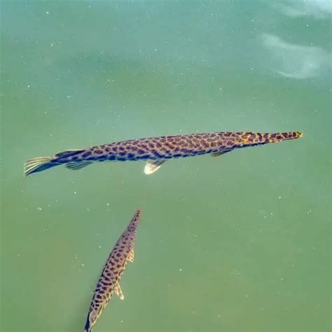 List Of Gar Fish Species Facts Pics And Id Pond Informer