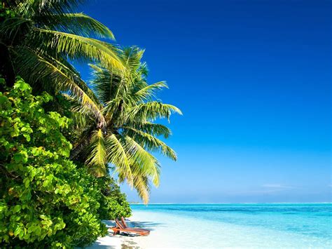 Tropical Wallpapers 70 Background Pictures