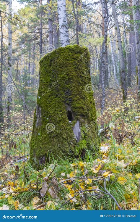 Stump In The Forest Covered With Moss Stock Photo Image Of Woodland