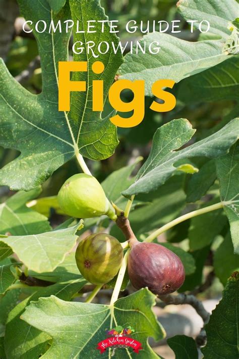 How To Grow Figs Fig Tree Plant Fig Fruit Tree Growing Fig Trees