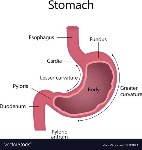 Internal Structure Human Stomach Royalty Free Vector Image
