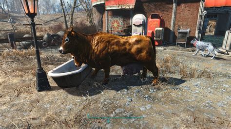 Healthier Brahmins At Fallout 4 Nexus Mods And Community