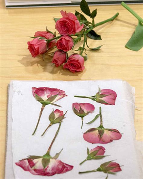 Another way to dry blossoms is to use a microwave with the help of silica gel. Pressing Flowers with Janie | Martha Stewart