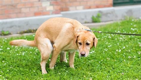 Prostate Cancer In Dogs Symptoms Causes And Treatments Dogtime