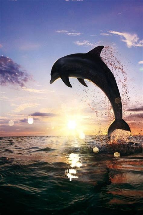22 Best Images About Dolphins On Pinterest Spin