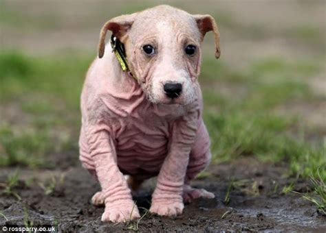 Uk Weather Bald Puppy Needs A New Home After Cruel Owners Abandoned