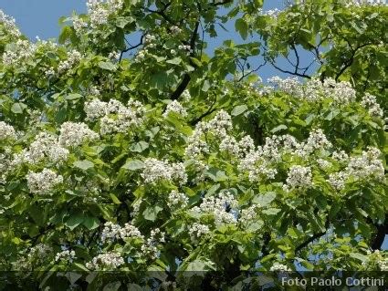 Scarica foto stock fiori bianchi da un'ampia raccolta di immagini primavera sfondo fiorito con fiori bianchi. Catalpa, alberi della famiglia delle Bignoniaceae