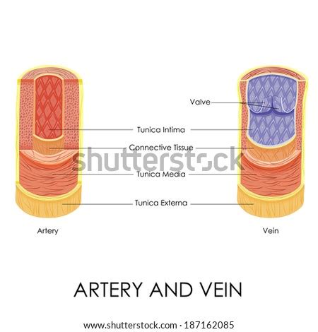 Vector Illustration Diagram Artery Vein Image Vectorielle De Stock De