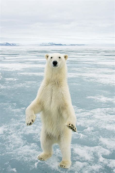 Polar Bear Adult Stands Upright On Hind Photograph By Steven Kazlowski