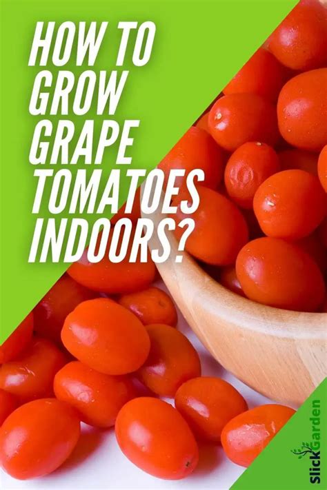 How To Grow Grape Tomatoes Indoors Slick Garden