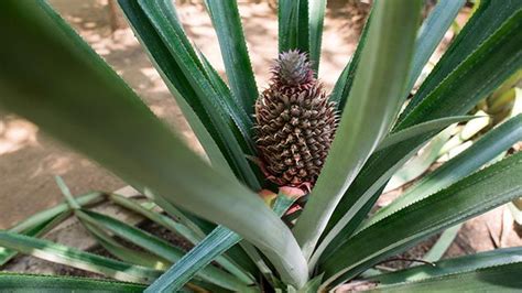 How To Grow Pineapples As Houseplants Page 2 Of 2 Todays Homeowner