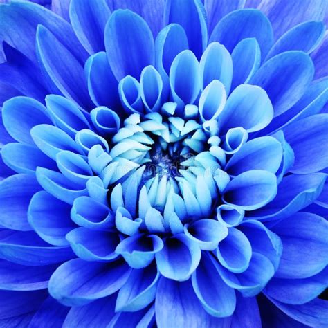 Blue Flower Petals Stock Photo Image Of Macro Flowers 109032976