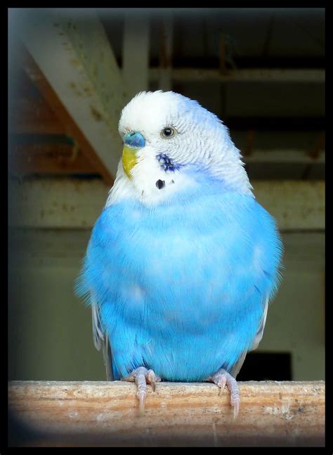 All Sizes Budgie Flickr Photo Sharing