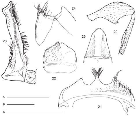 Anthelephila Semistrigosa Sp Nov Male Holotype 20 Front Leg