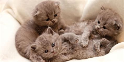Bila anda ingin mencari ide nama bayi yang berasal dari bahasa jepang, inilah 100 nama bayi perempuan jepang dan maknanya sebagai referensi untuk anda. Nama Kucing Jepang Betina lucu dan unik - Kucing Betina ...