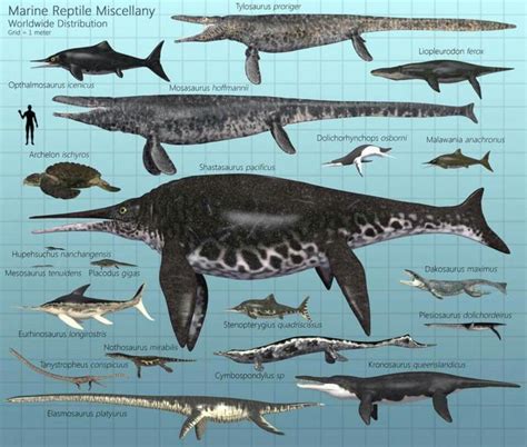 Aquatic Reptile Size Chart Dinos And Prehistoric Beasts