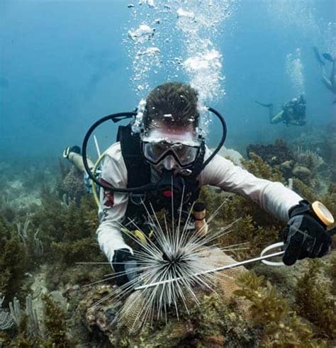 Estudiar Biolog A Marina Gu A De Carrera