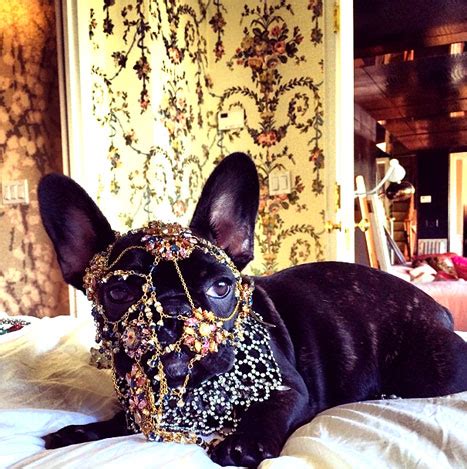 Lady gaga's dog walker was shot 4 times by thieves last night who then stole 2 of the singers french bulldogs, koji and gustav, with one escaping. Lady Gaga Criticized by PETA for Dressing Up Dog
