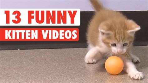 13 Funny Kittens Video Compilation 2016 Youtube