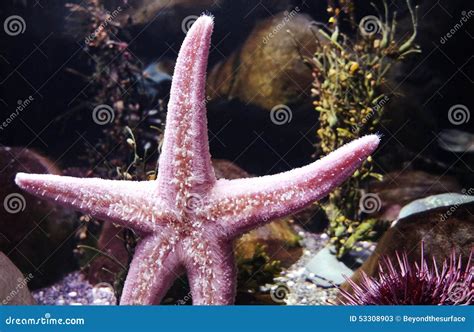 Pink Starfish Stock Image Image Of Ocean Invertebrate 53308903