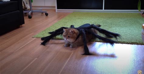 Cat Wearing A Spider Costume For Halloween Borninspace