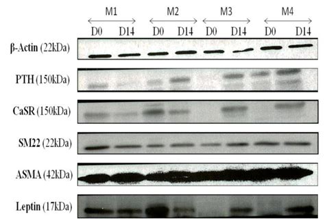 western blot analysis showing differentiation markers of osteogenic download scientific