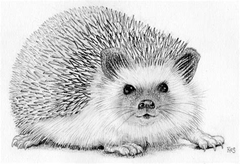 Hedgehog Original Pencil Drawing In Cream Mount