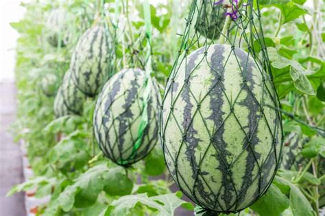 How To Plant Grow And Harvest Watermelon Watermelon Plant How To Grow Watermelon