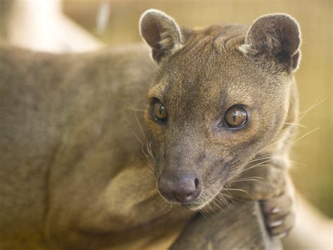 Flickriver San Diego Shooters Photos Tagged With Fossa