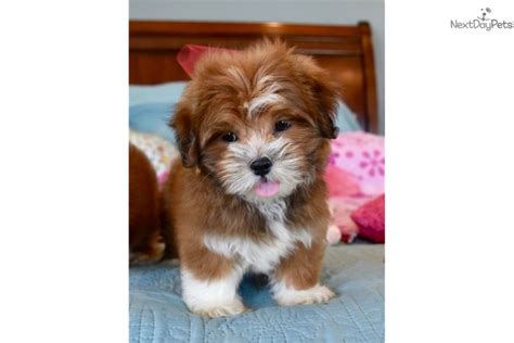 The search tool above returns a list of breeders located nearest to the zip or postal code you enter. Malti Poo - Maltipoo puppy for sale near Dallas / Fort ...