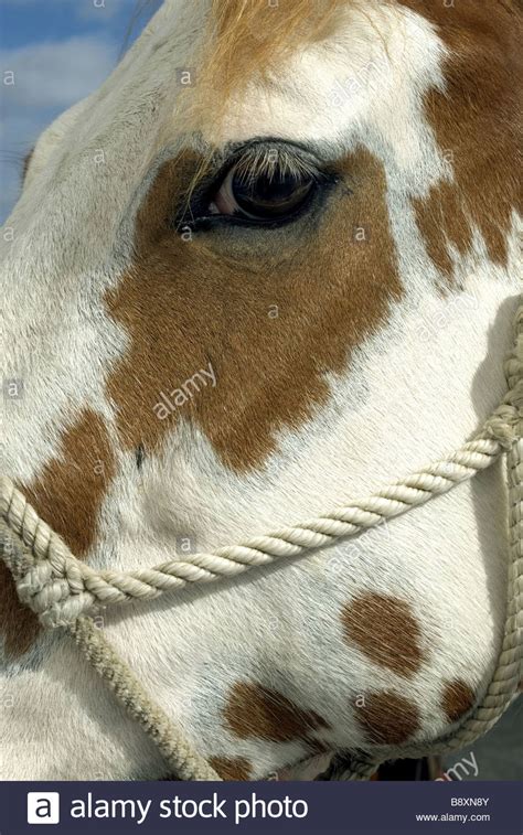 Close Up Horse Portrait Stock Photo Alamy