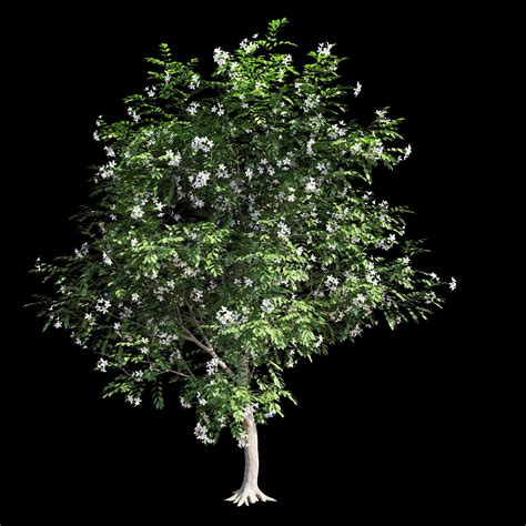 99 ($0.09/count) get it as soon as thu, apr 22. Murraya paniculata tree 3D model | CGTrader