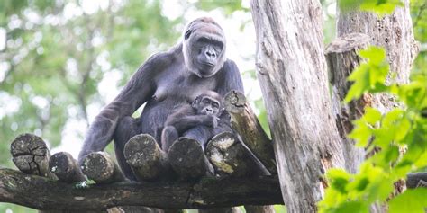 Gorillastory Happy Mothers Day Calaya Smithsonians National Zoo