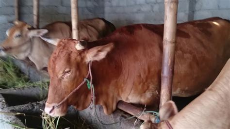 Pulau sumbawa merupakan salah satu sentra peternakan sapi potong di indonesia. Harga Indukan Sapi Limosin 2018 - Tenak Sapi Blog