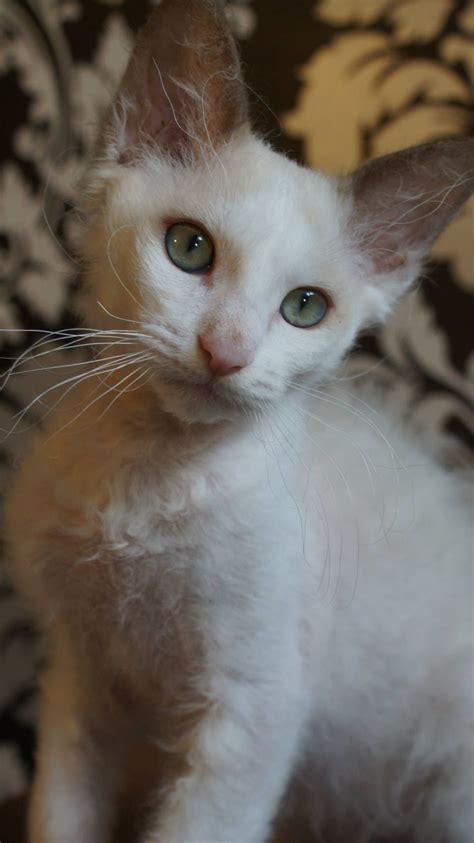 Curlpassion Lestat Chocolate Mink And White Laperm Longhair Cat