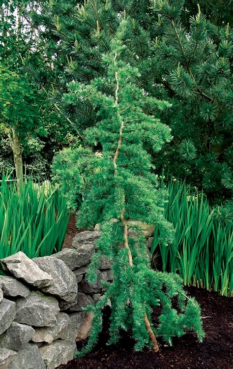 The 'penudla' weeping cultivar is a small evergreen that only grows around 10 ft. Trees for Tight Spaces - FineGardening
