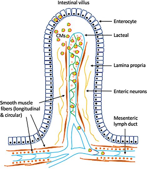 Frontiers | Emerging Role of Lymphatics in the Regulation of Intestinal