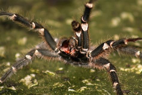 10 Facts About The Real Monster Brazilian Wandering Spider Stillunfold