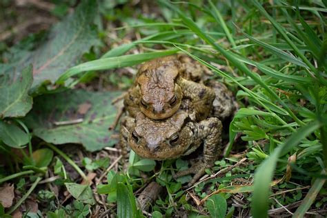 Toads Mating Frogs Mating Season Pair Nature Spring Reproduction