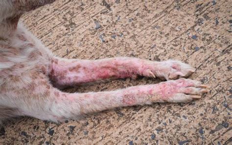 A Sarna Negra Provoca Manchas Vermelhas Na Pele Do Cão E Queda De Pelo
