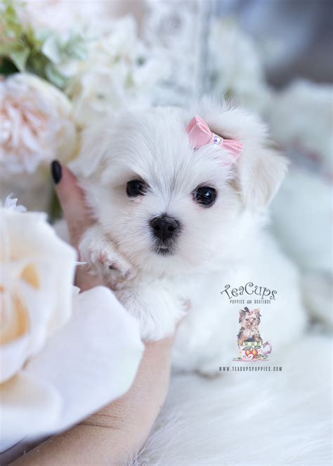 Maltese Puppy 564 For Sale Teacup Puppies And Boutique