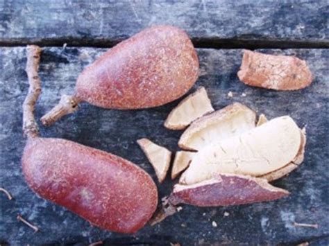 Black locust tree is a native tree in southeastern united states that can grow as high as 60 to 80 the pulp of the honey locust fruit is edible while the fruits of the black locust is known to be toxic. Locust - Stabroek News