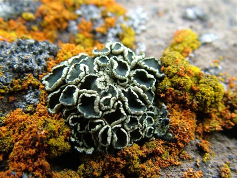 Check spelling or type a new query. Lichen | Antarctica NZ