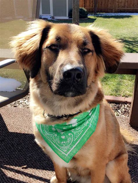 Finley The German Shepherd Golden Retriever Mix