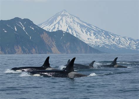 Orcas are among the most widespread of mammals. Orcas stalk Alaskan fishermen for easy meal - Whale ...